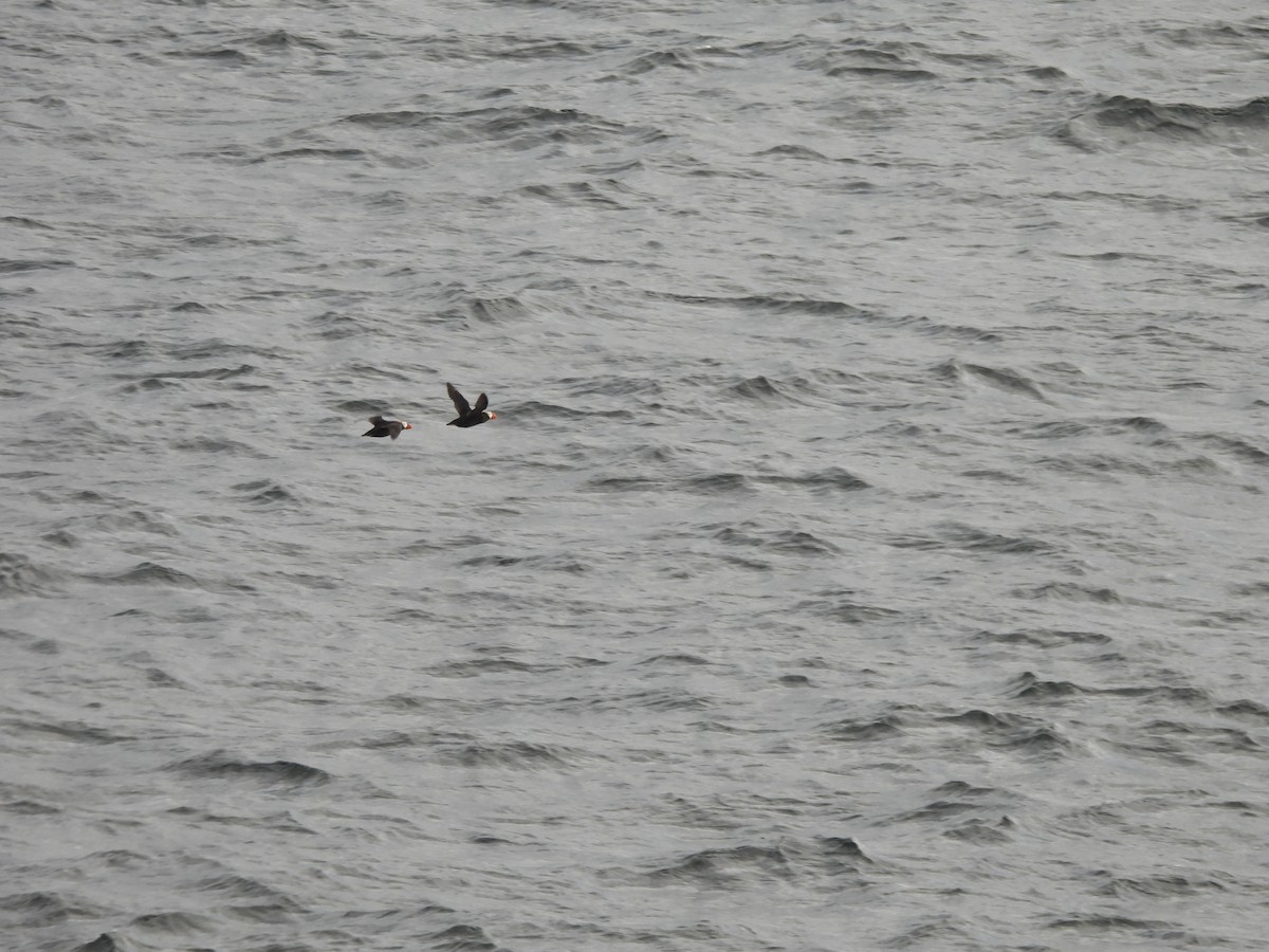Tufted Puffin - ML642272795