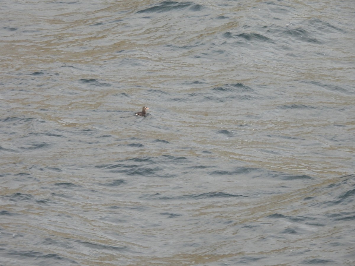 Parakeet Auklet - ML642272798