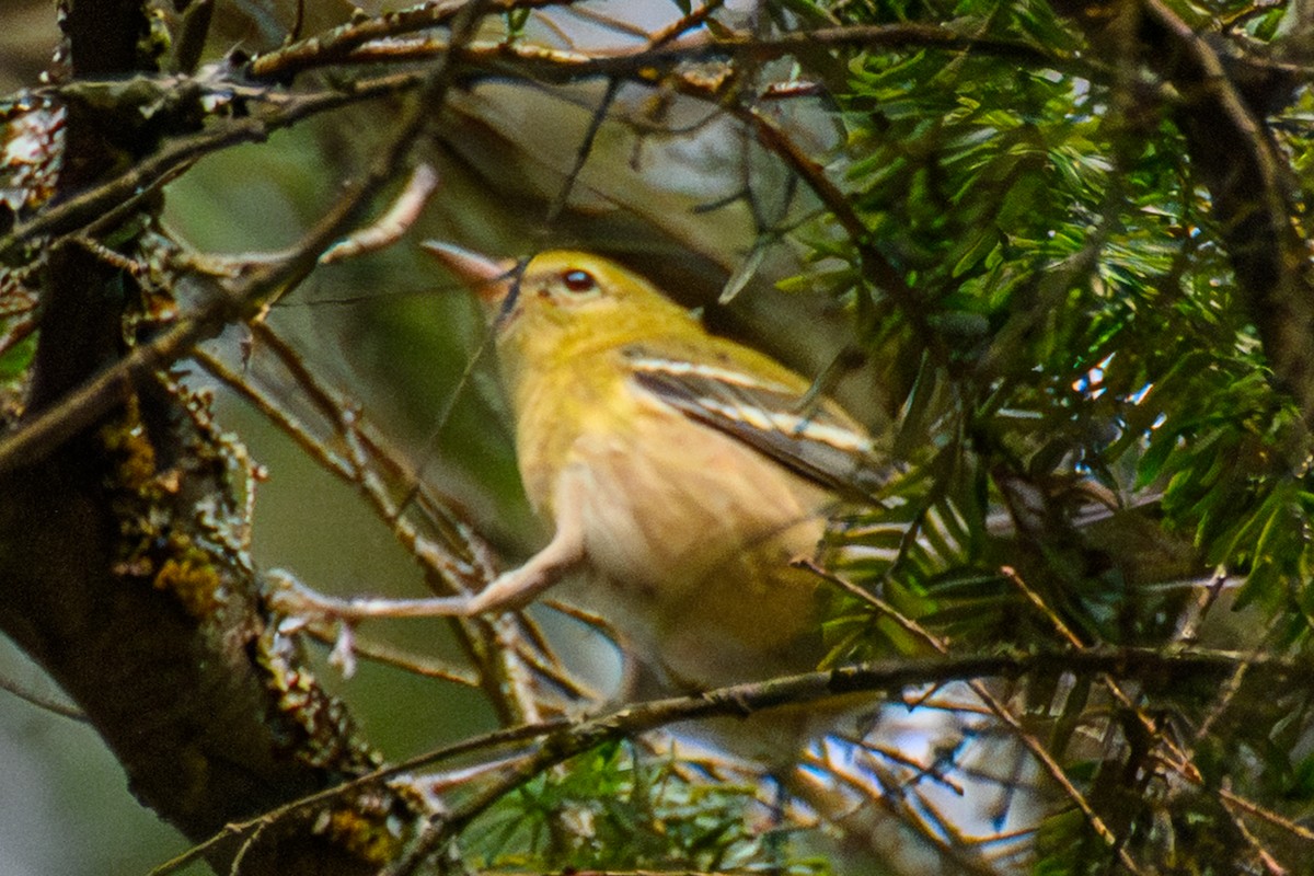 Bay-breasted Warbler - ML642272807
