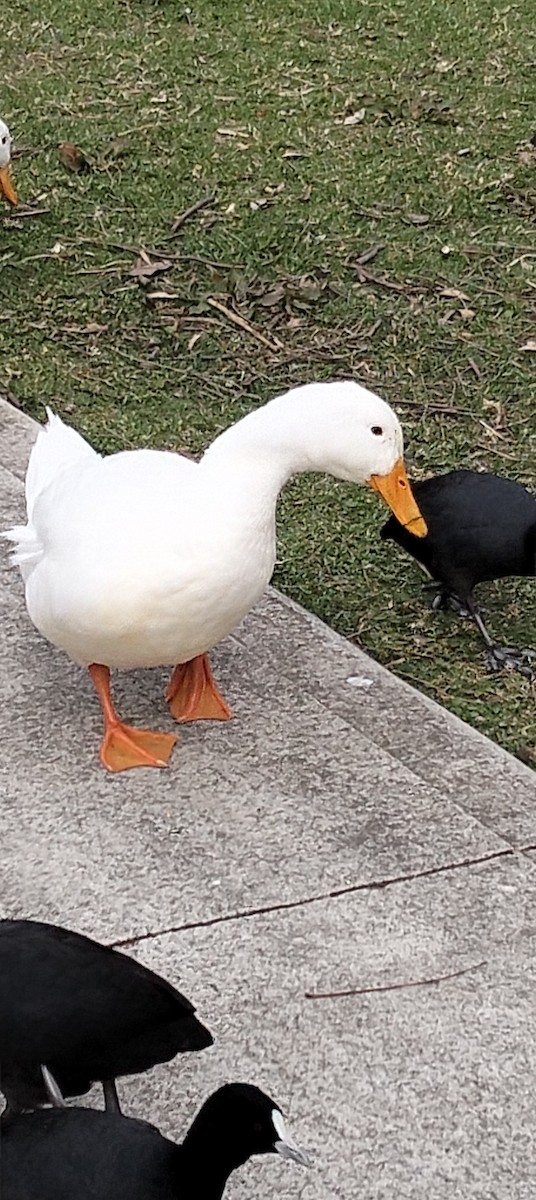 duck sp. - ML642272810