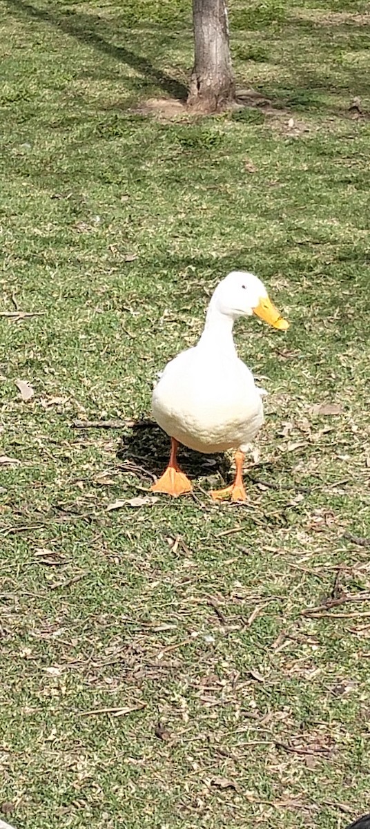 duck sp. - ML642272825