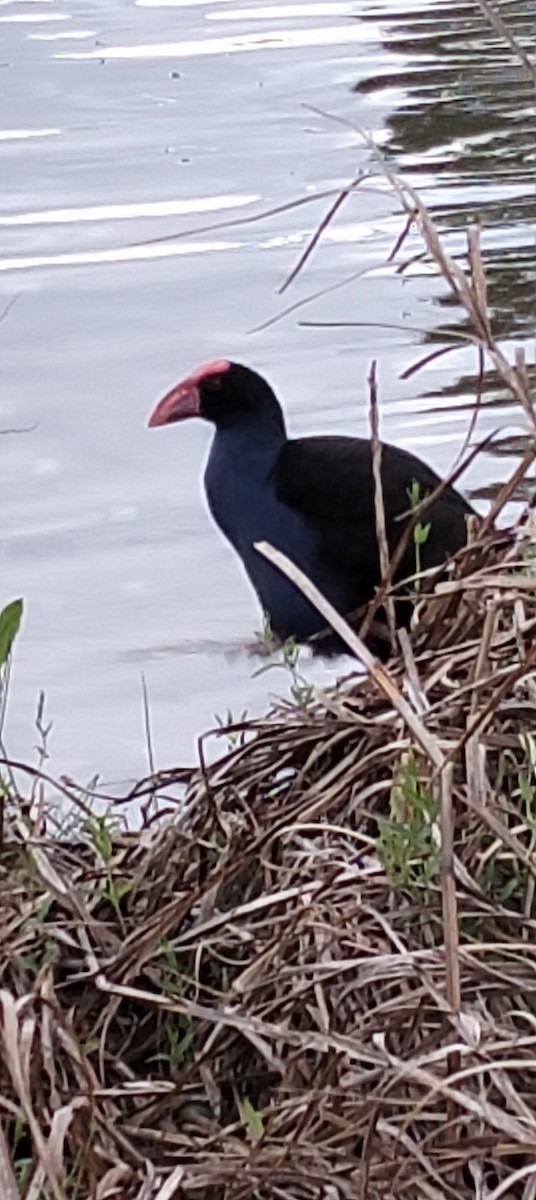 Australasian Swamphen - ML642272838