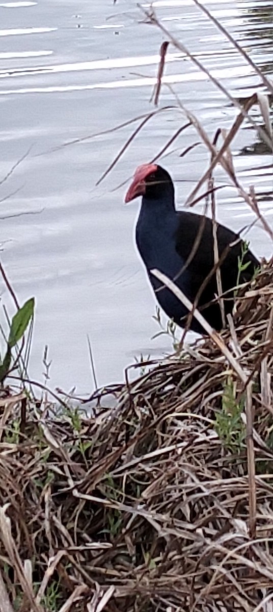 Australasian Swamphen - ML642272841