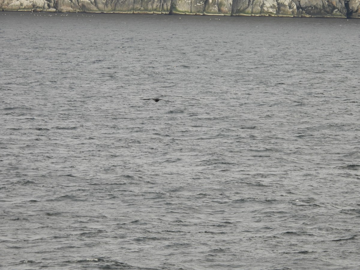 Parakeet Auklet - ML642272843