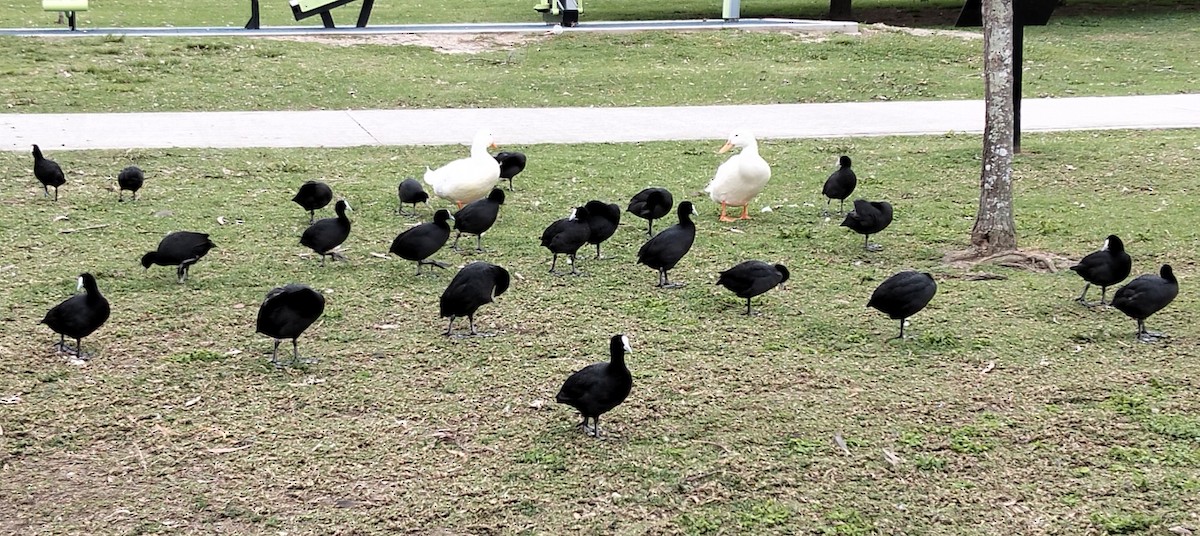 Eurasian Coot - ML642272846