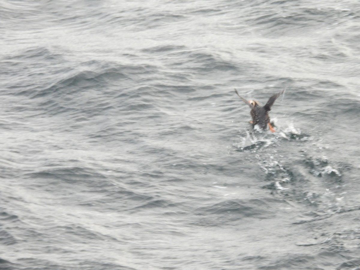 Tufted Puffin - ML642272852