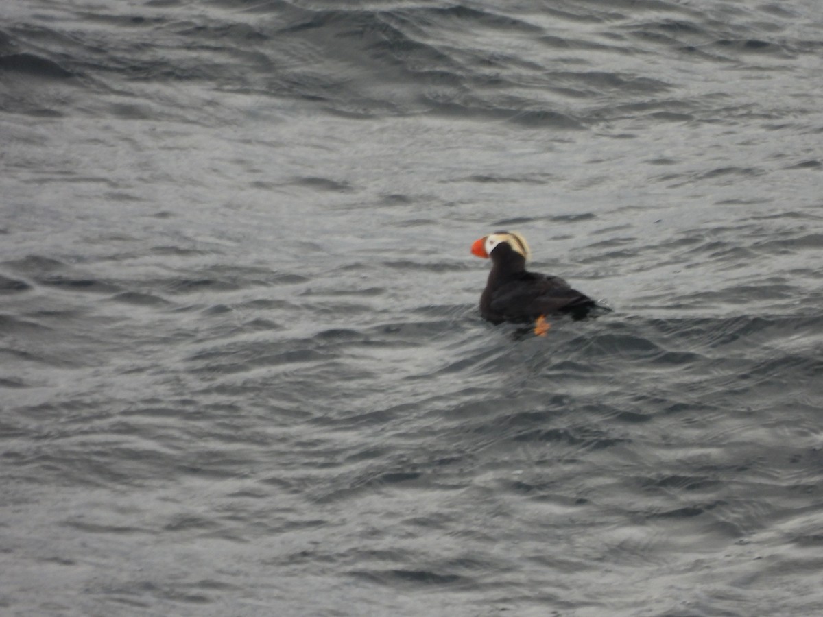 Tufted Puffin - ML642272853