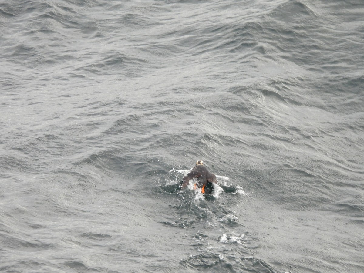 Tufted Puffin - ML642272854