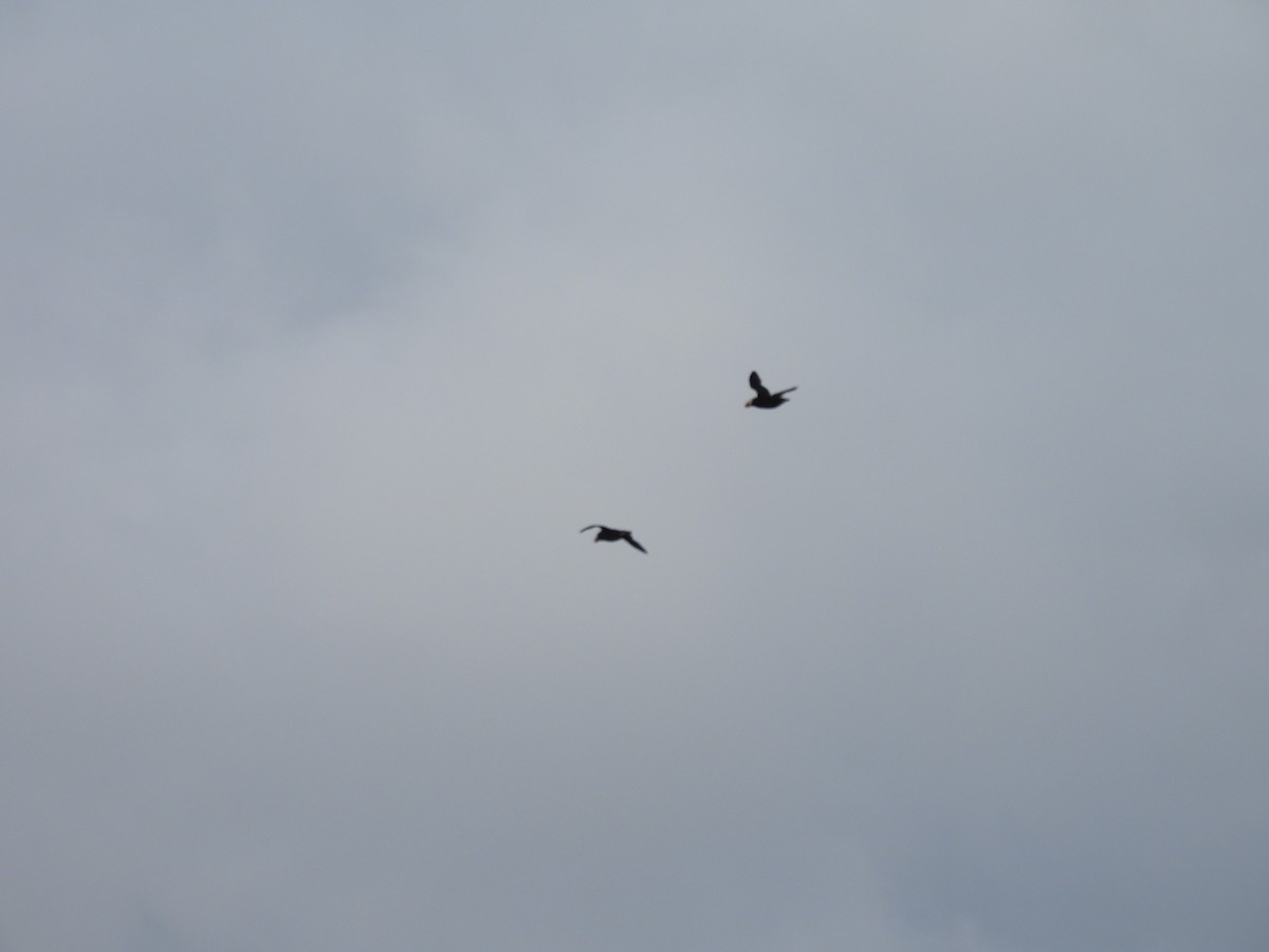 Tufted Puffin - ML642272860
