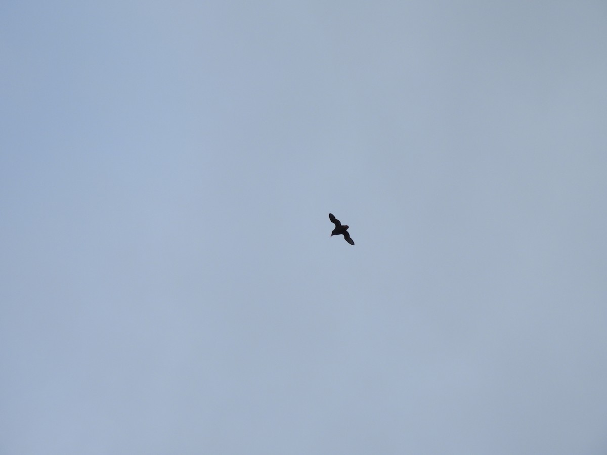Tufted Puffin - ML642272861