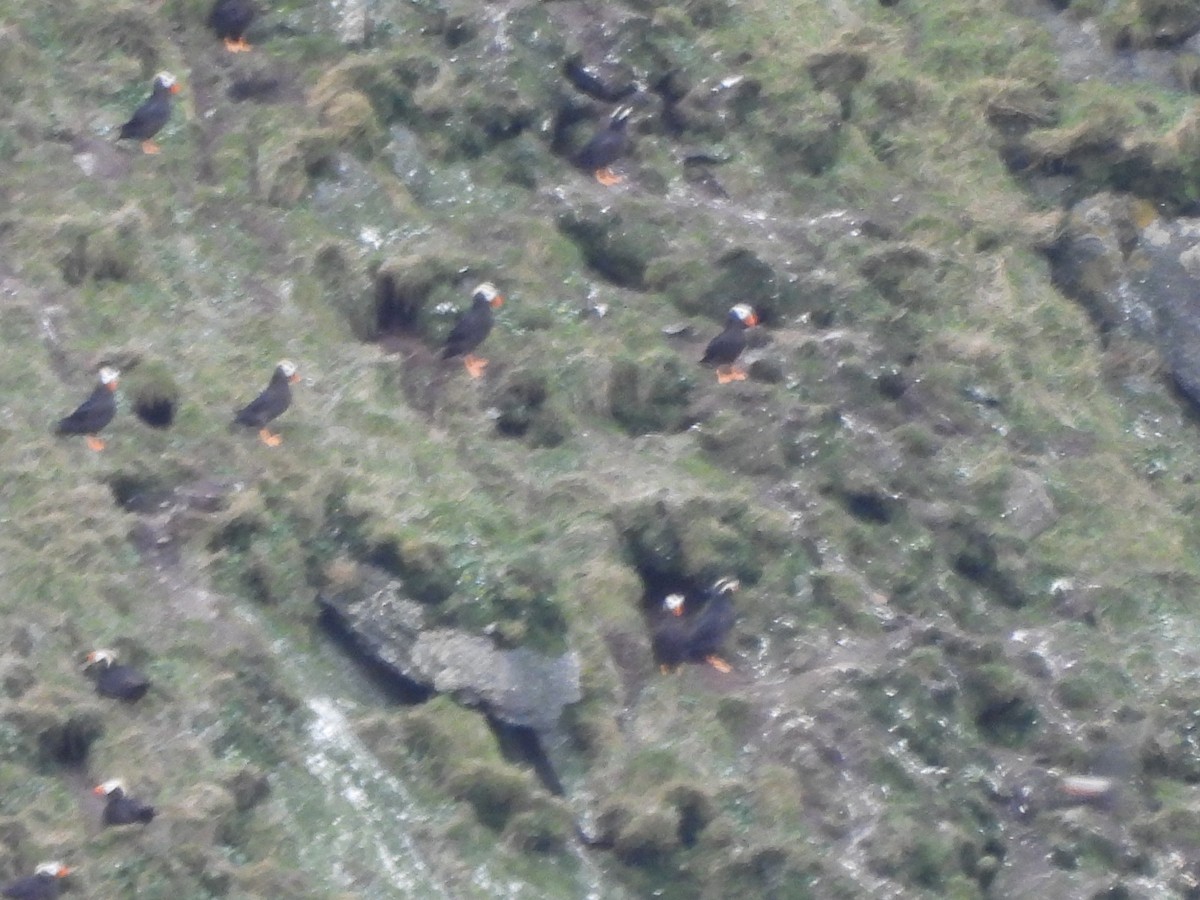 Tufted Puffin - ML642272866