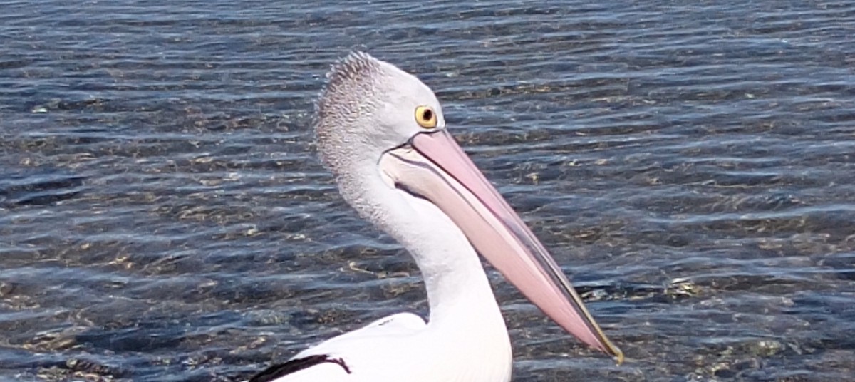 Australian Pelican - ML642272872