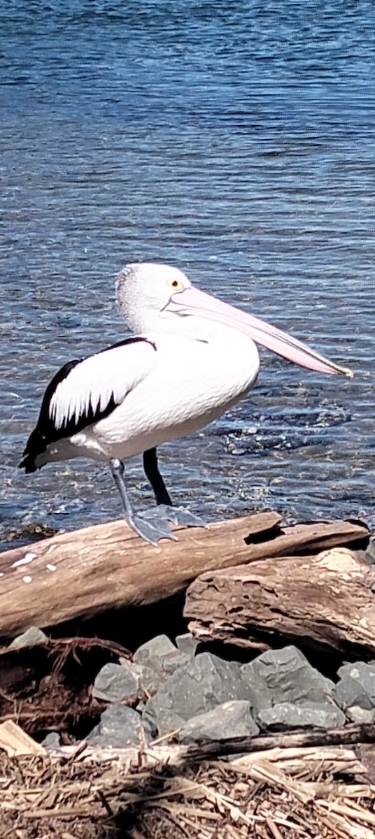 Australian Pelican - ML642272873