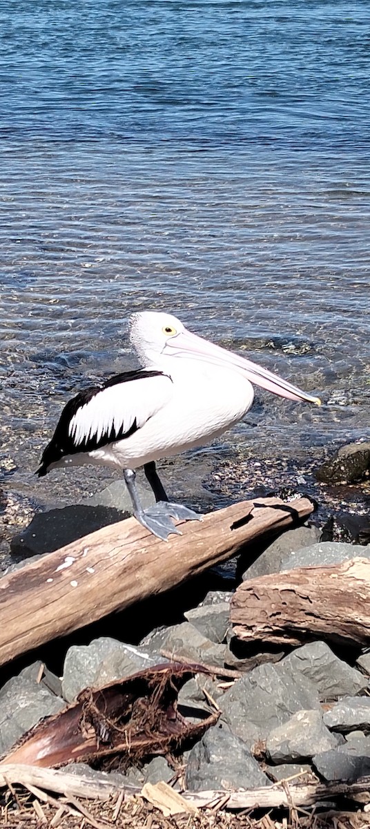 Australian Pelican - ML642272874