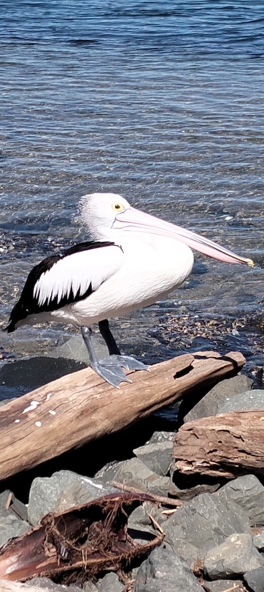 Australian Pelican - ML642272875