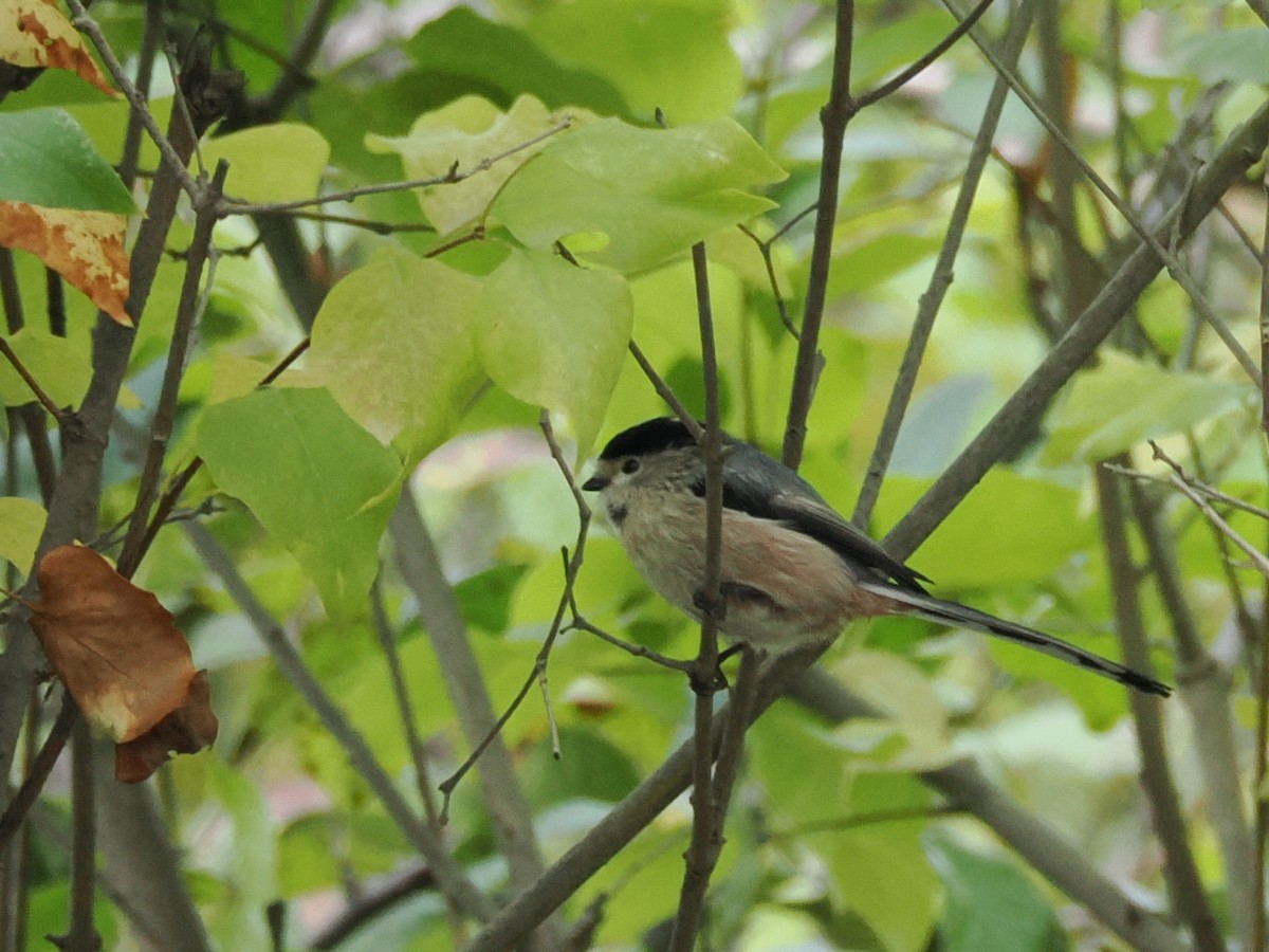 Silver-throated Tit - ML642272905