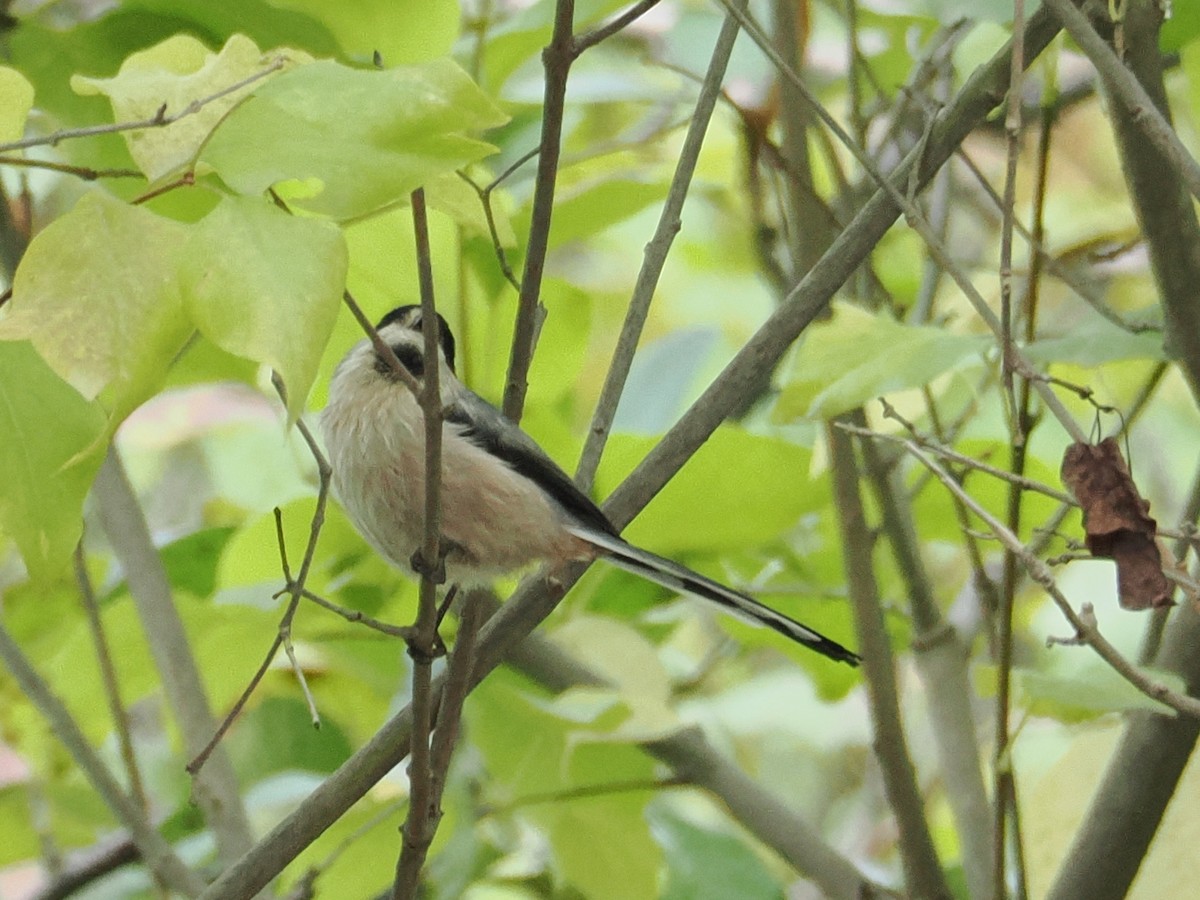 Silver-throated Tit - ML642272908