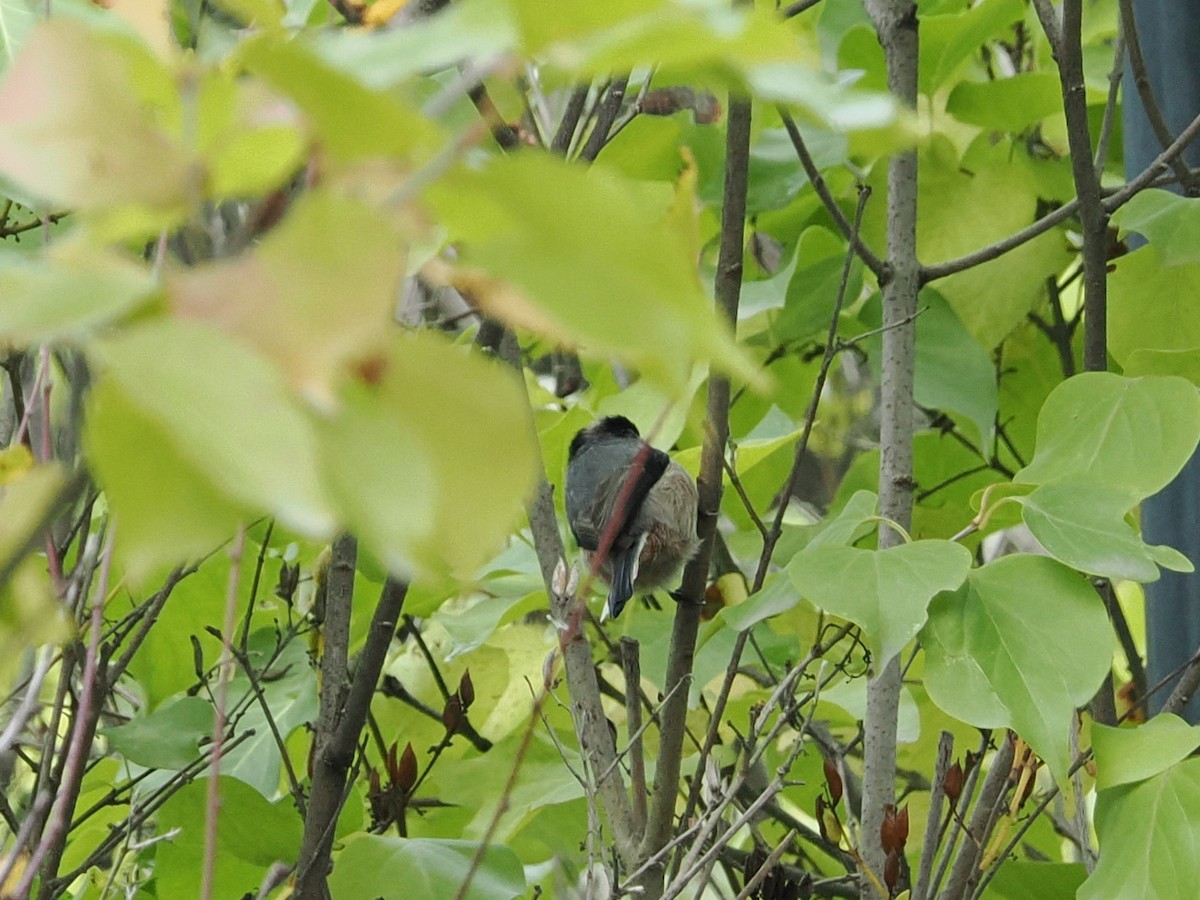 Silver-throated Tit - ML642272910