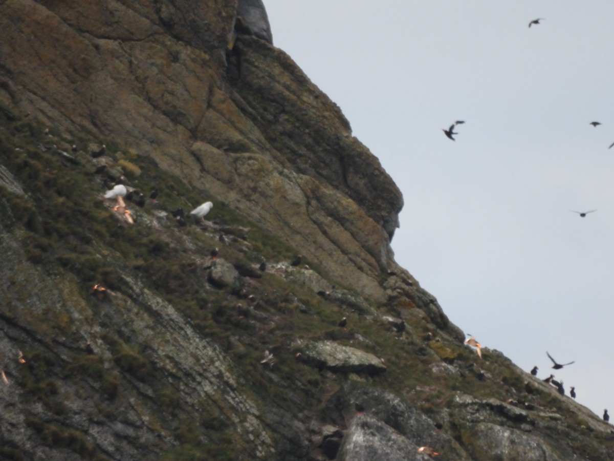 Glaucous Gull - ML642272912