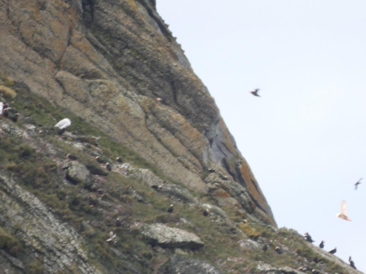 Glaucous Gull - ML642272914