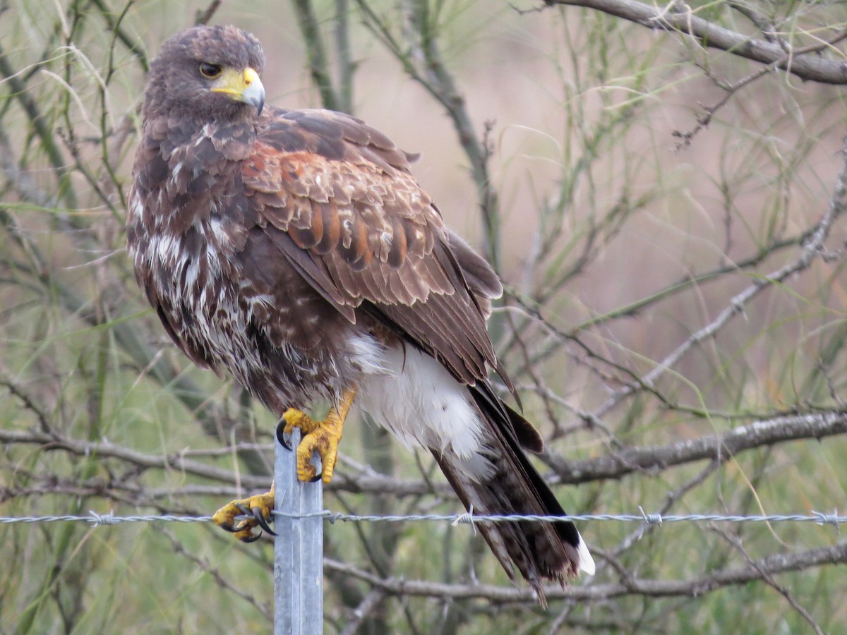 Harris's Hawk - ML642272939