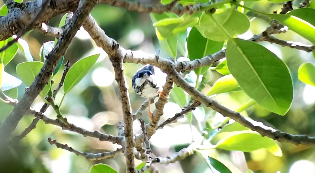 Blackpoll Warbler - ML642272943