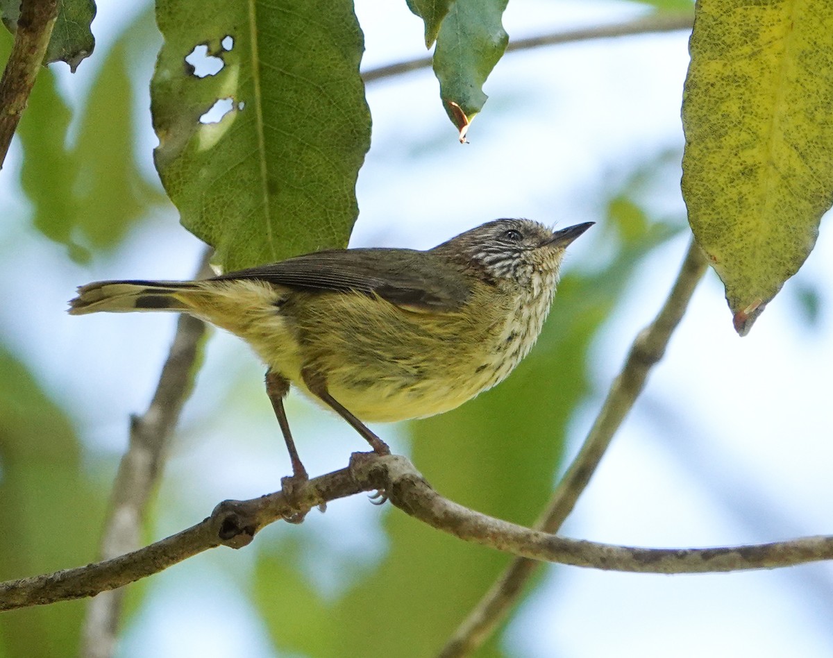 Striated Thornbill - ML642272944