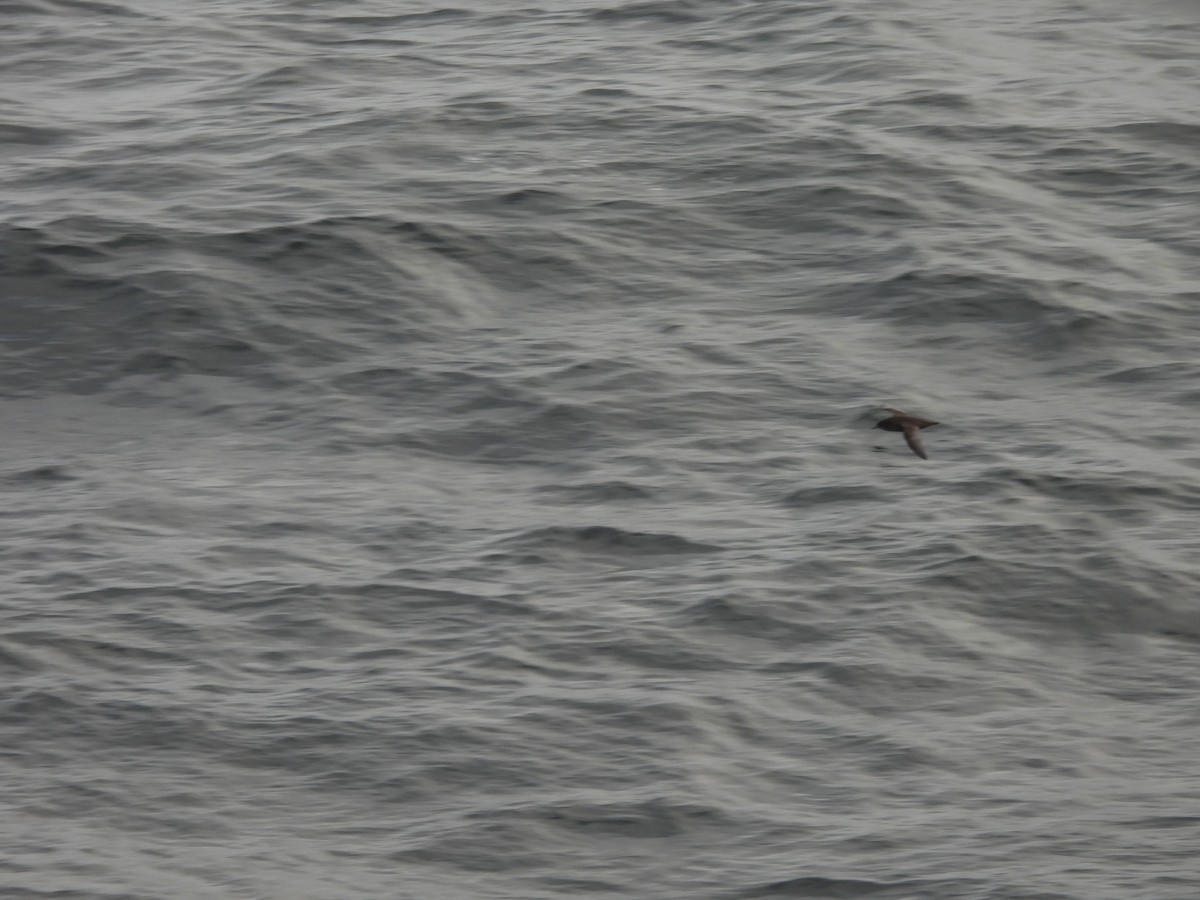 Short-tailed Shearwater - ML642272978