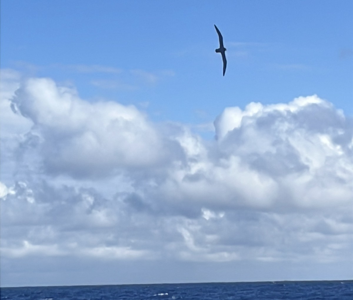 Parkinson's Petrel - ML642272982