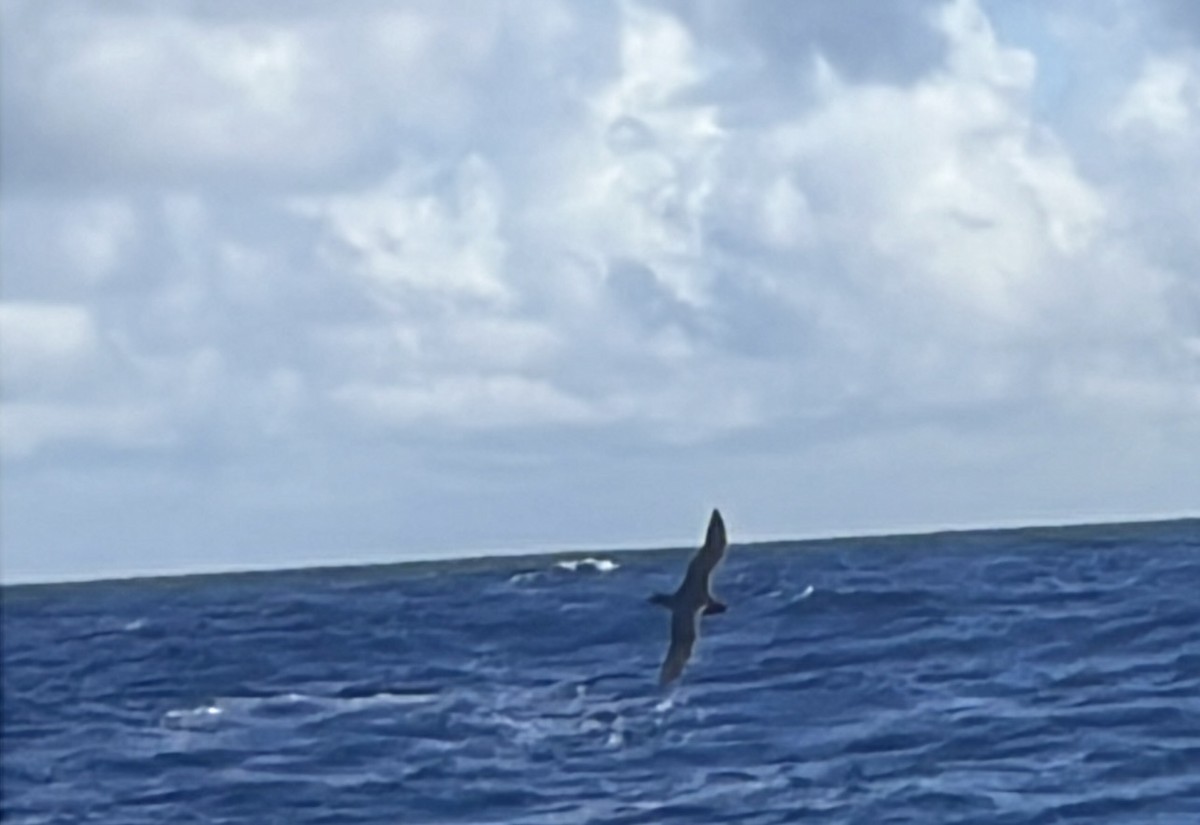 Parkinson's Petrel - ML642272983