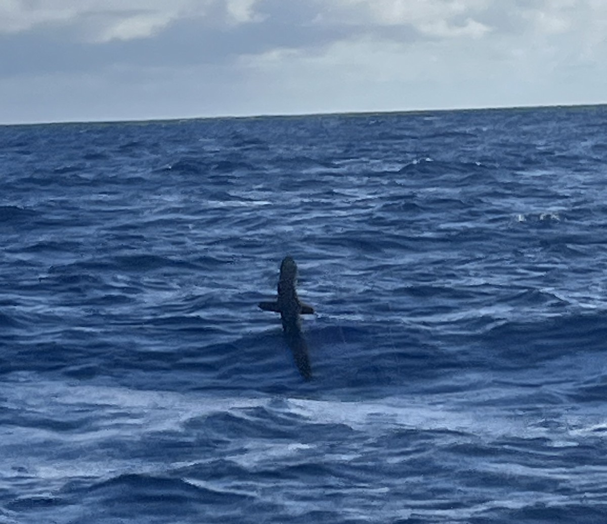 Parkinson's Petrel - ML642272984