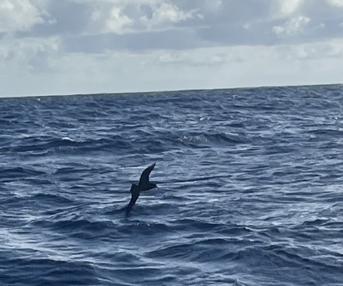 Parkinson's Petrel - ML642272985