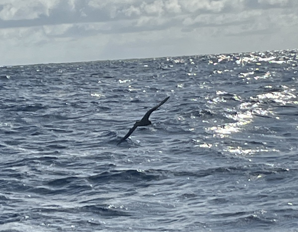 Parkinson's Petrel - ML642272986