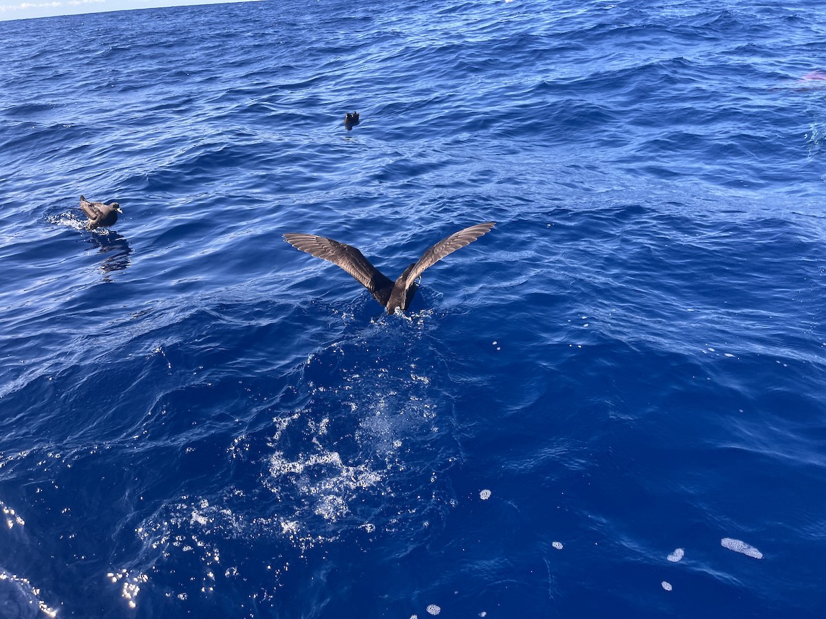 Parkinson's Petrel - ML642272987