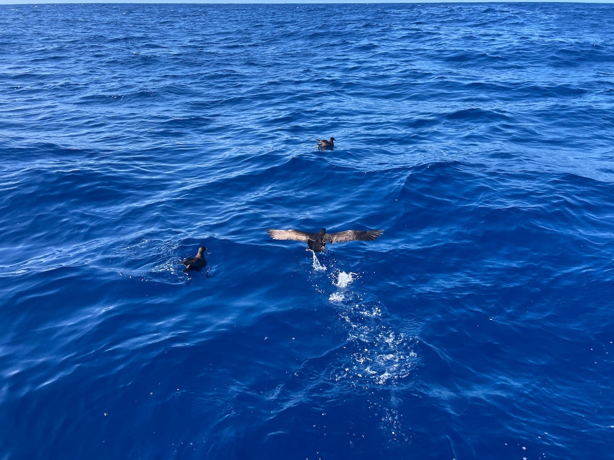 Parkinson's Petrel - ML642272998