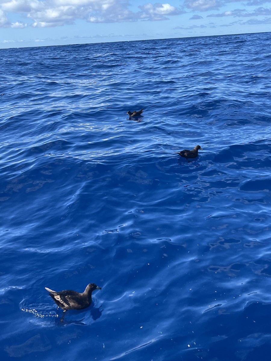 Parkinson's Petrel - ML642273000
