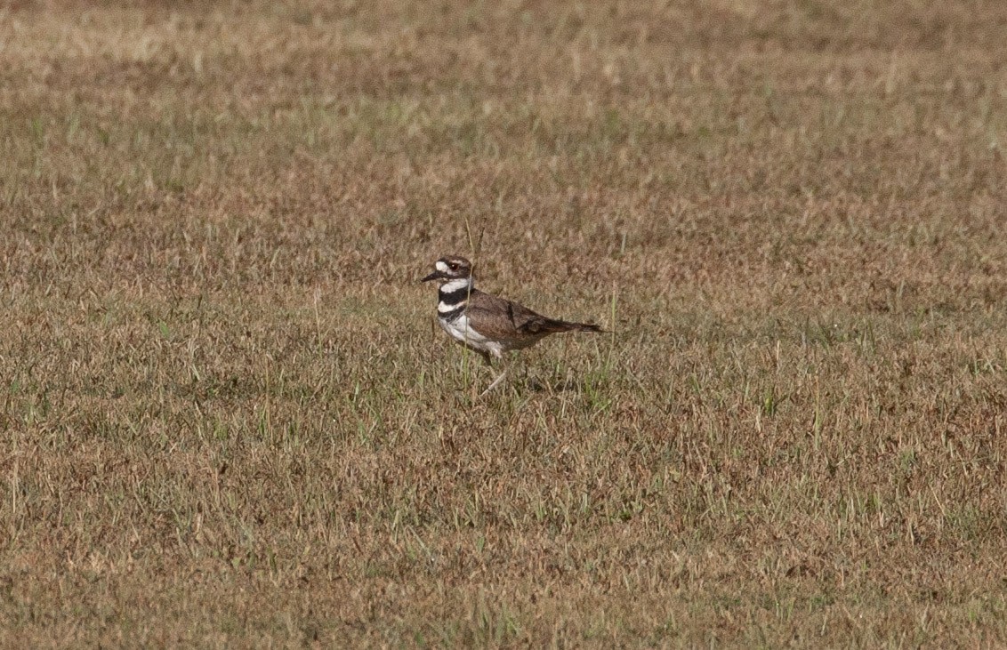 Killdeer - ML642273001