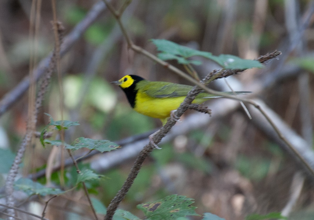 Hooded Warbler - ML642273010
