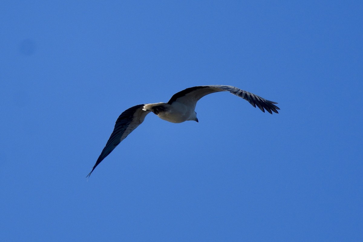White-bellied Sea-Eagle - ML642273012