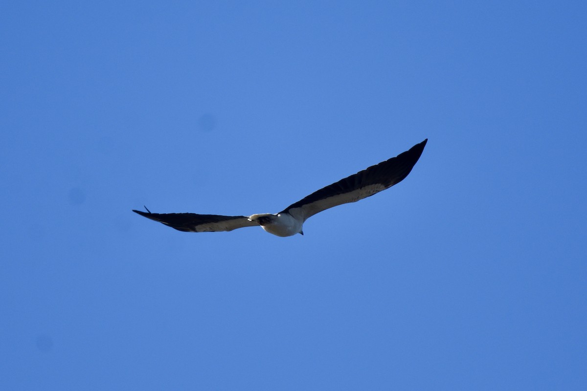 White-bellied Sea-Eagle - ML642273013