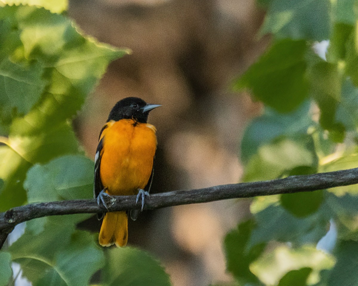 Baltimore Oriole - ML642273020