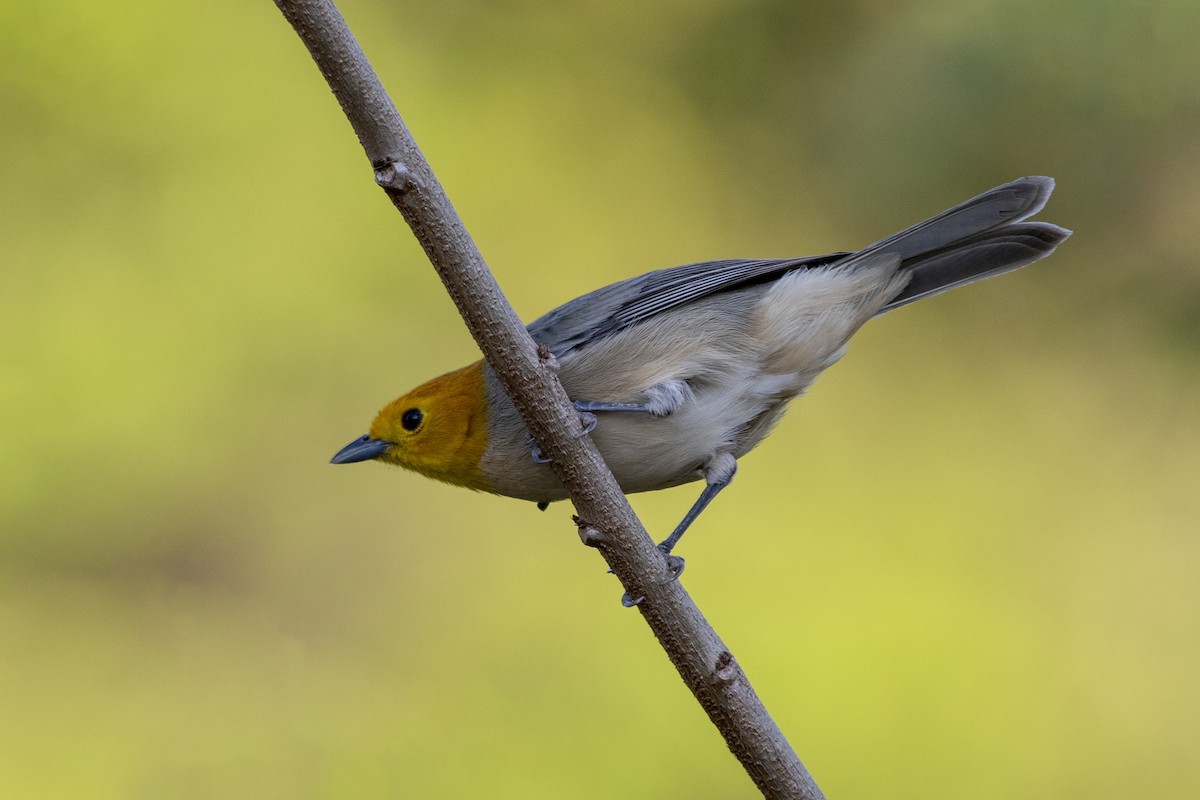 Orange-headed Tanager - ML642273034