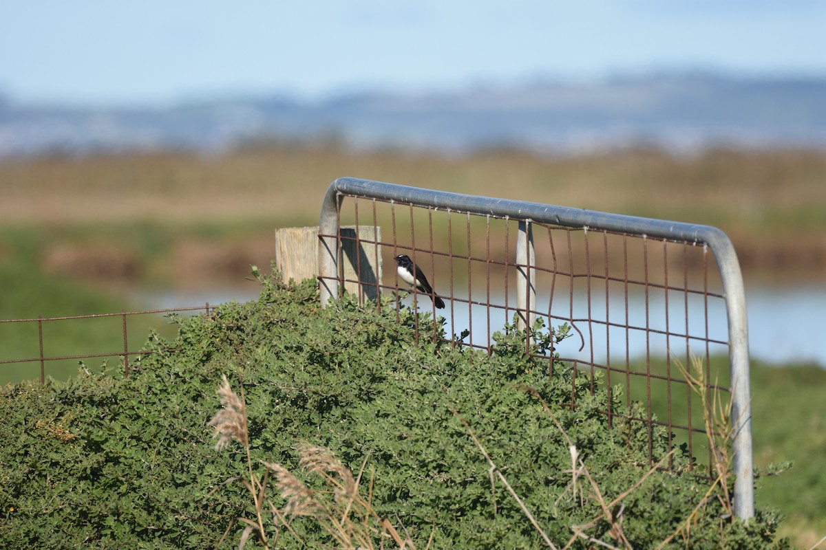 Willie-wagtail - ML642273043