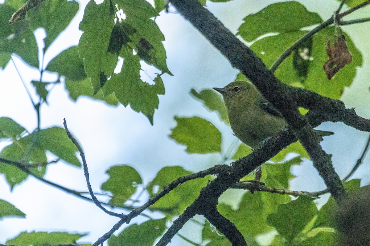 Bay-breasted Warbler - ML642273046