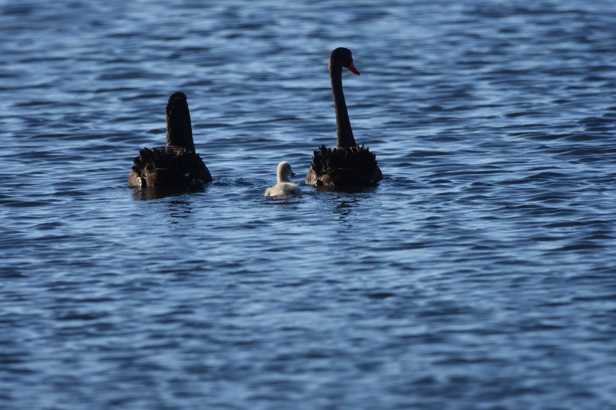 Black Swan - ML642273056