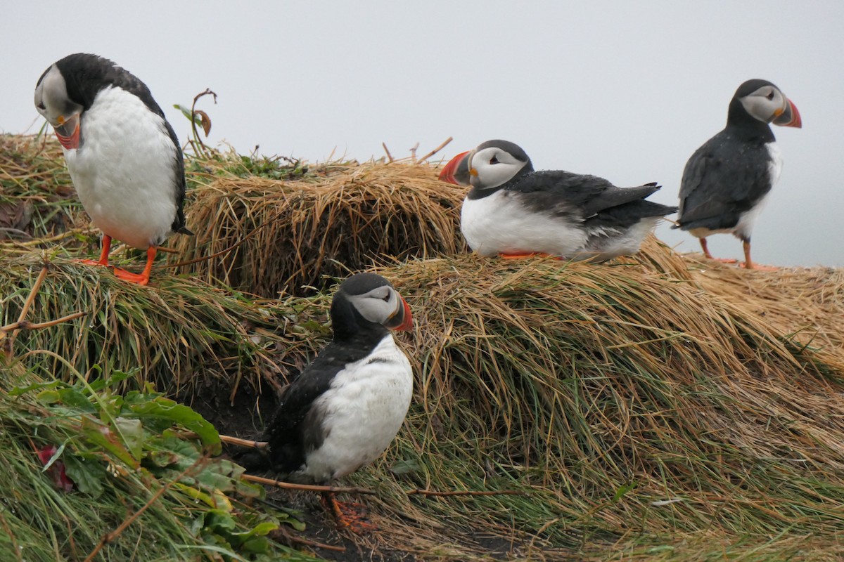 Atlantic Puffin - ML642273082