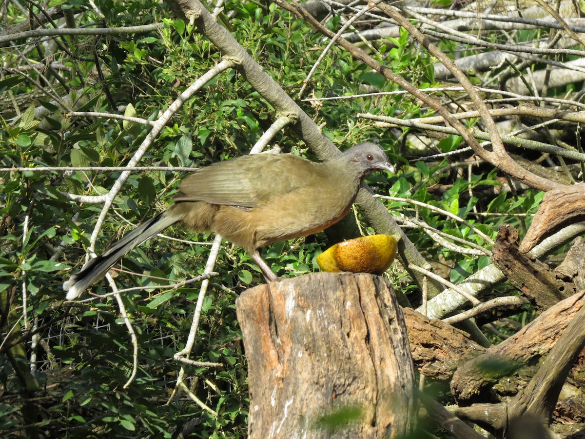 Plain Chachalaca - ML642273126