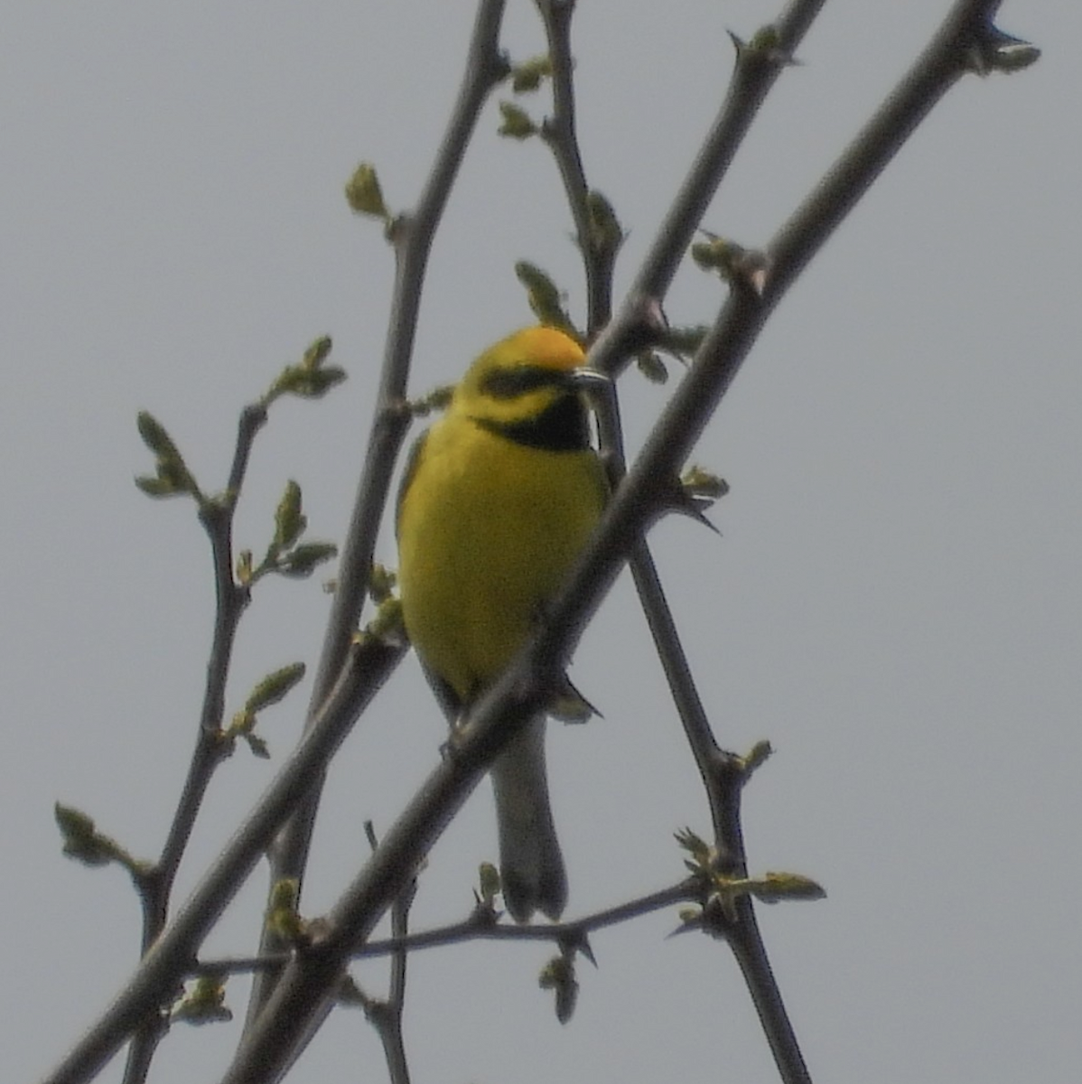 Goldflügel- x Blauflügel-Waldsänger (F2-Hybrid) - ML642273128
