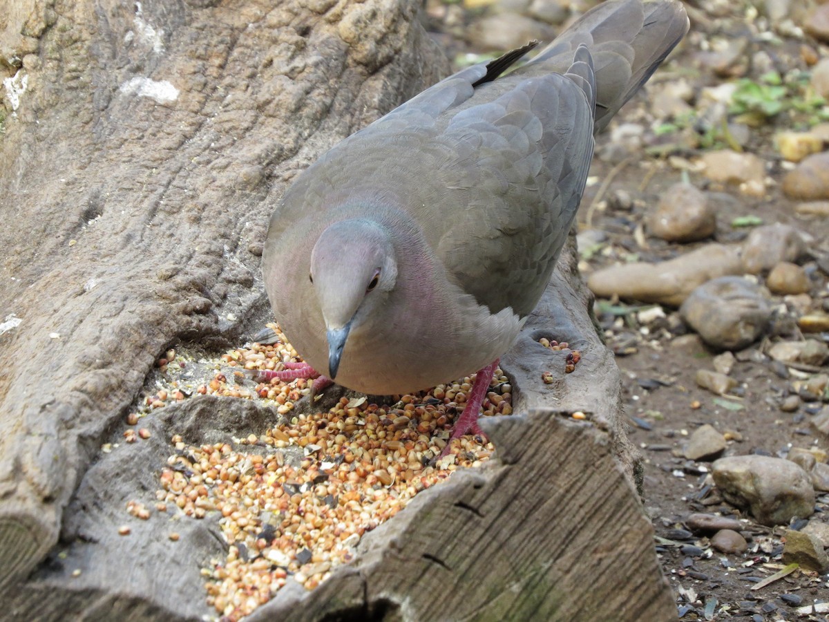 Common Ground Dove - ML642273129