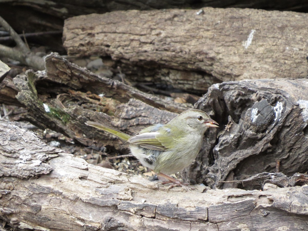Olive Sparrow - ML642273130